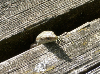 00072_Eidechse am Waldsee_Uwe Berger.jpg